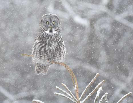 Image of Great Gray Owl