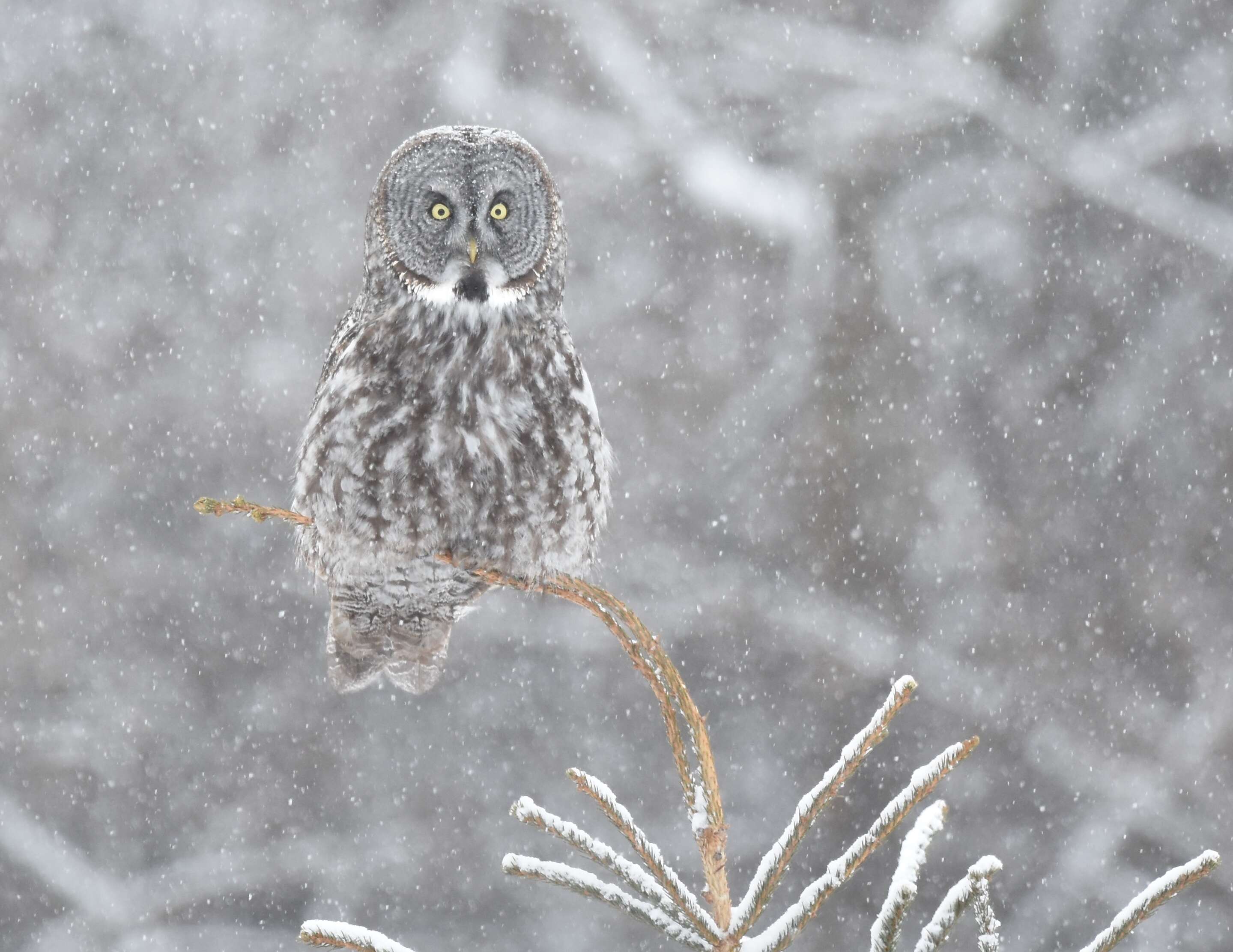 Image of Great Gray Owl