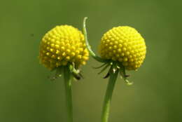 Image of Helenium aromaticum (Hook.) L. H. Bailey