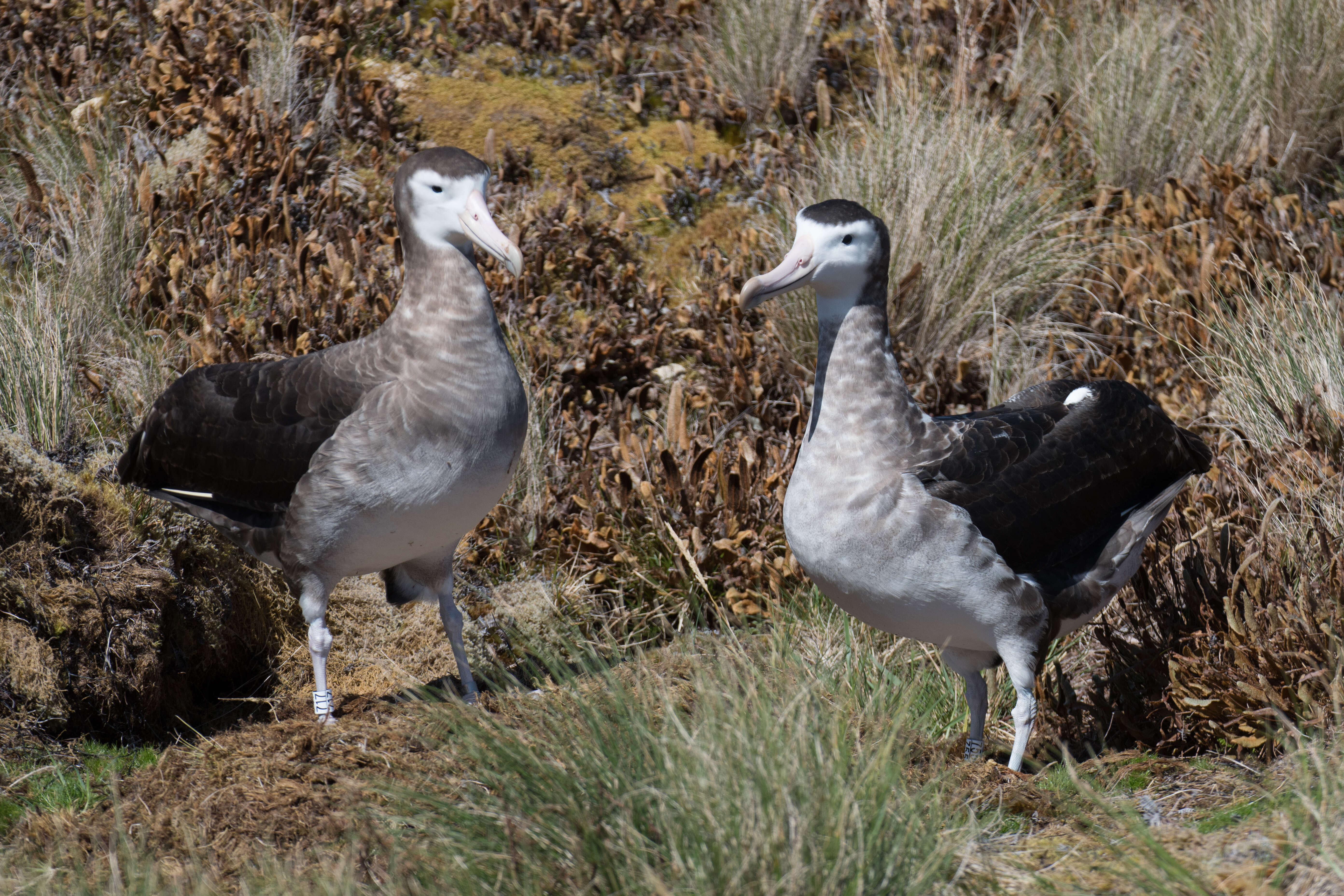 Image of Amsterdam Albatross