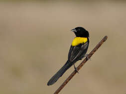 Image of Yellow-mantled Whydah