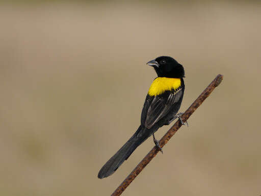 Image of Yellow-mantled Whydah