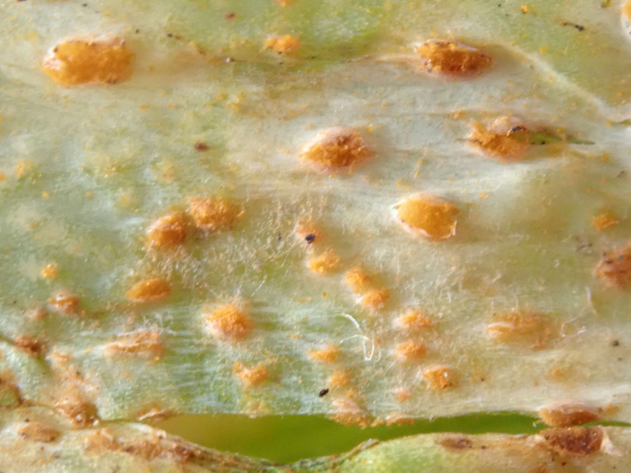 Image of Puccinia porri (Sowerby) G. Winter 1881