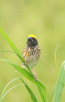 Image of Streaked Weaver