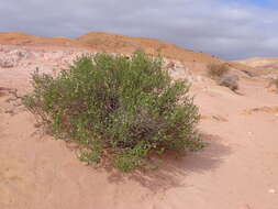 Image of Tetraena dumosa (Boiss.) Beier & Thulin