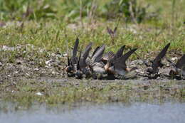 Image of American Cliff Swallow