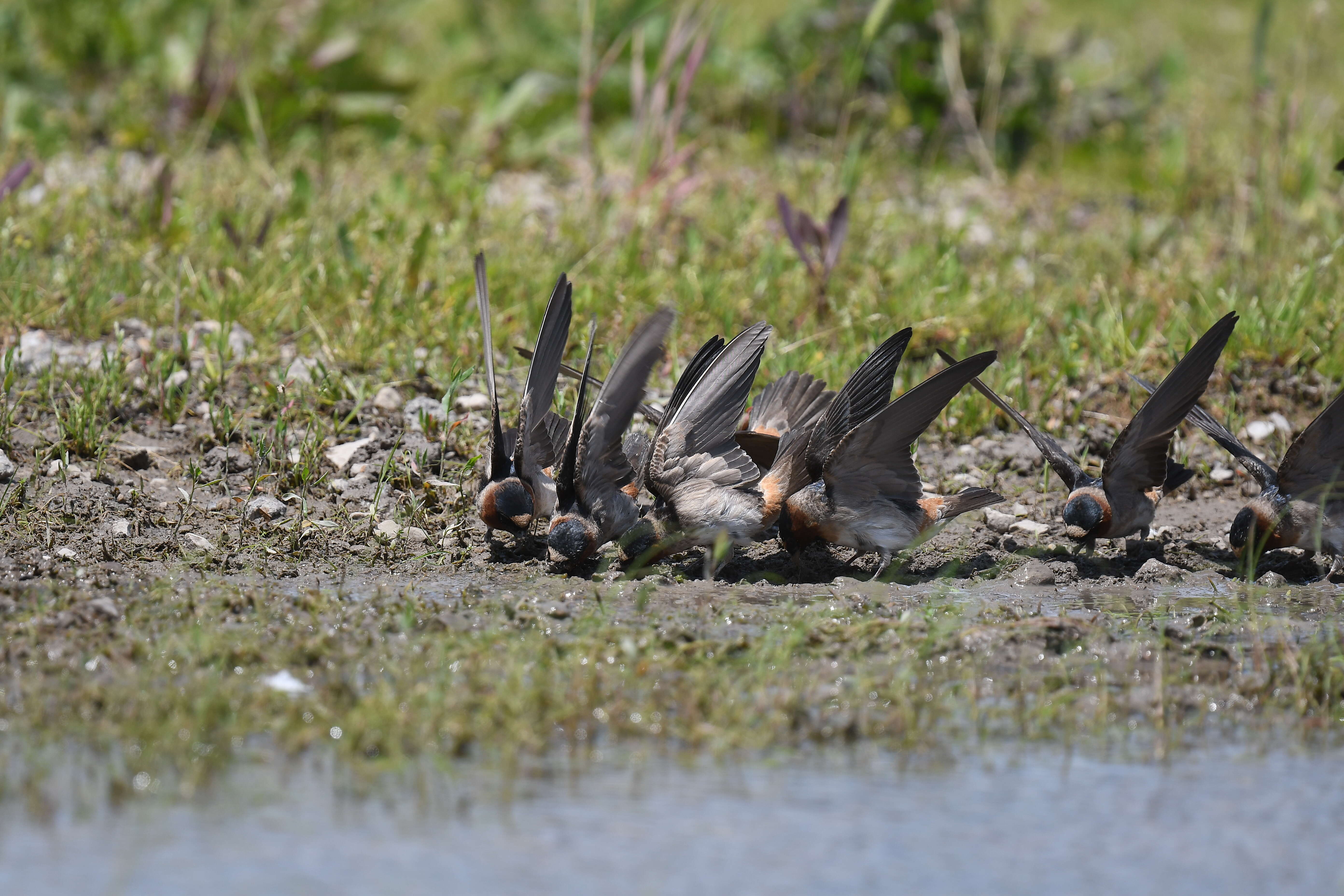 Image of American Cliff Swallow