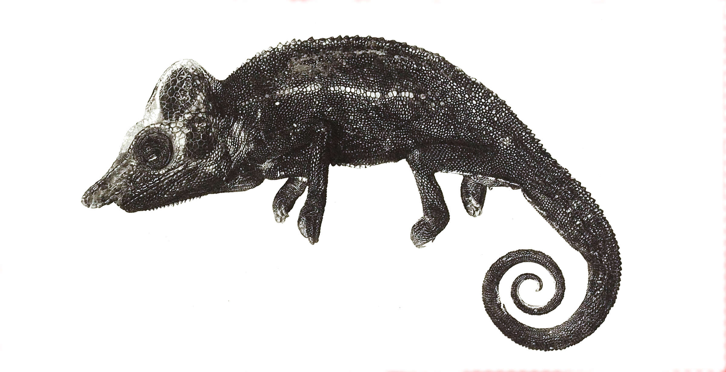 Image of Voeltzkow's chameleon