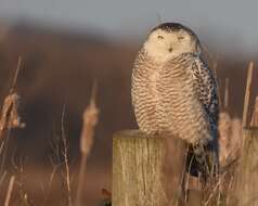 Image of Snowy Owl