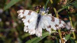 Image of Checkered White