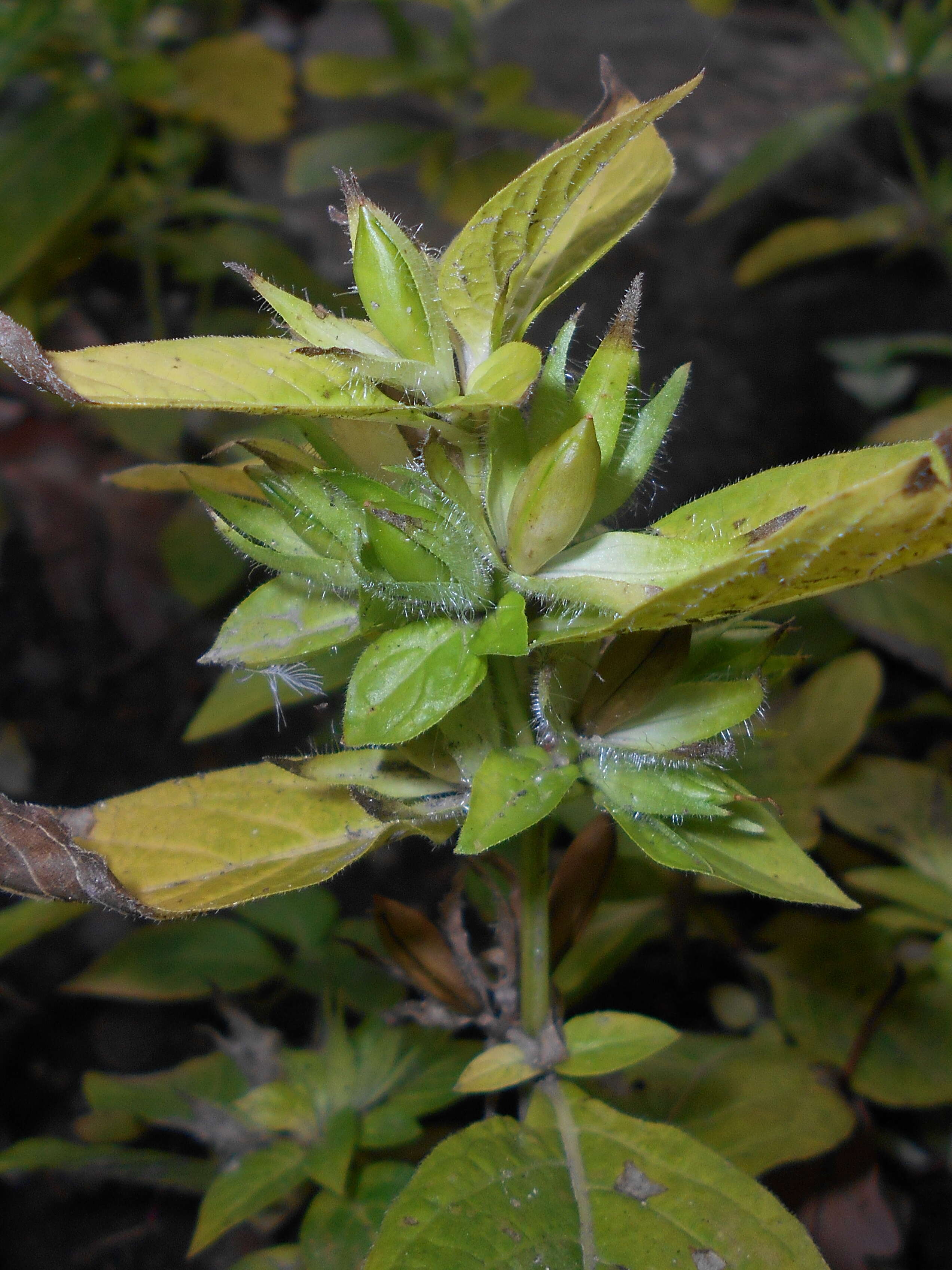 Image of limestone wild petunia