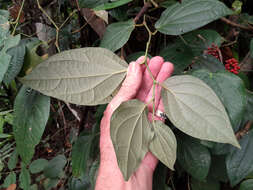 Image of Australian pepper