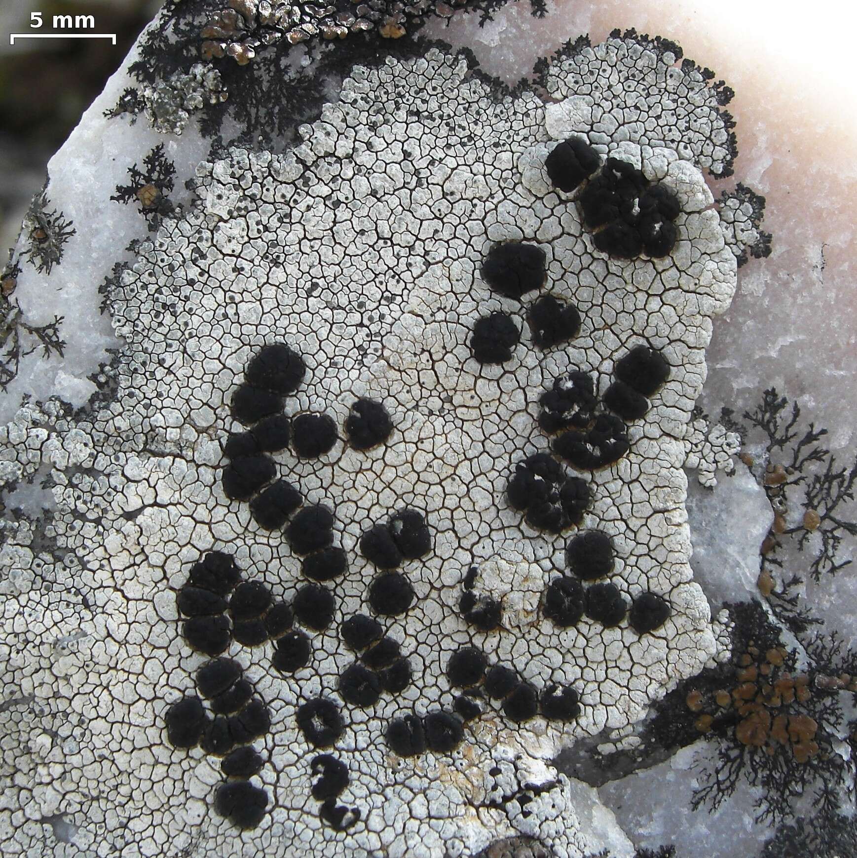 Image of lecidea lichen