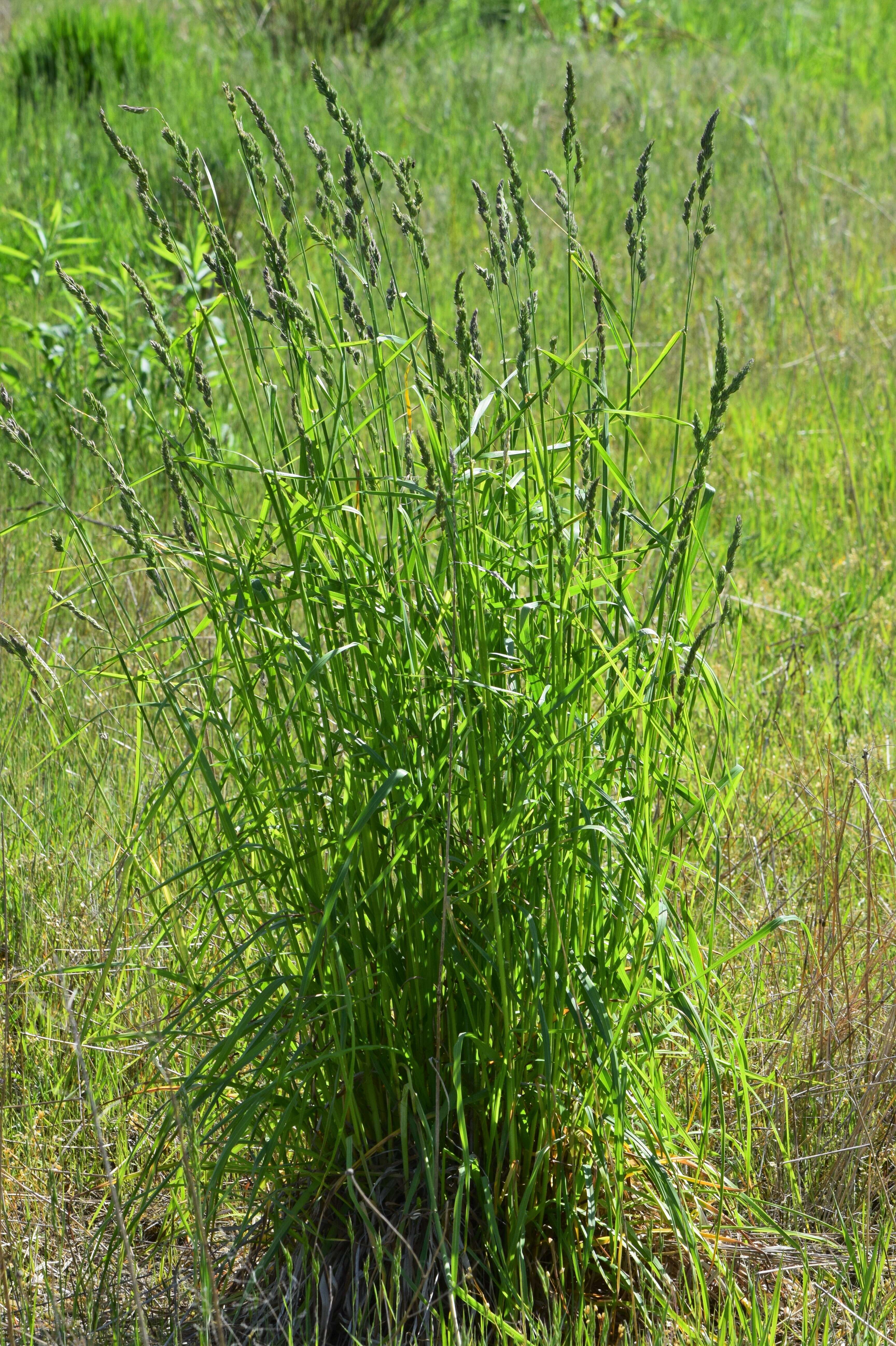 Image of Cocksfoot or Orchard Grass