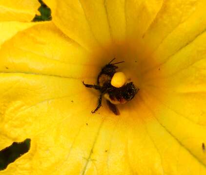 Image of Bombus ephippiatus Say 1837