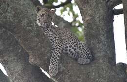 Image of Leopard