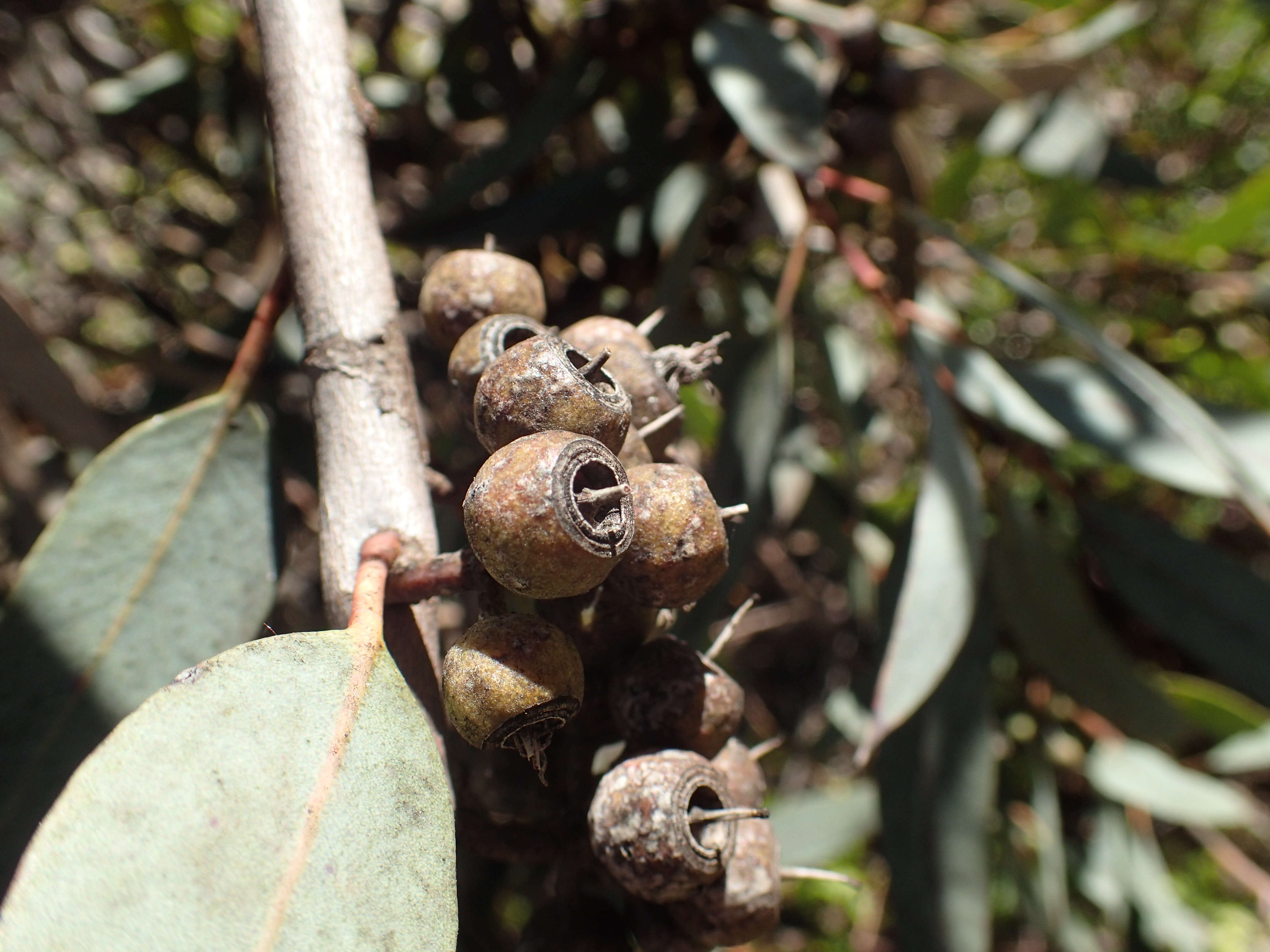 Image of Eucalyptus falcata Turcz.