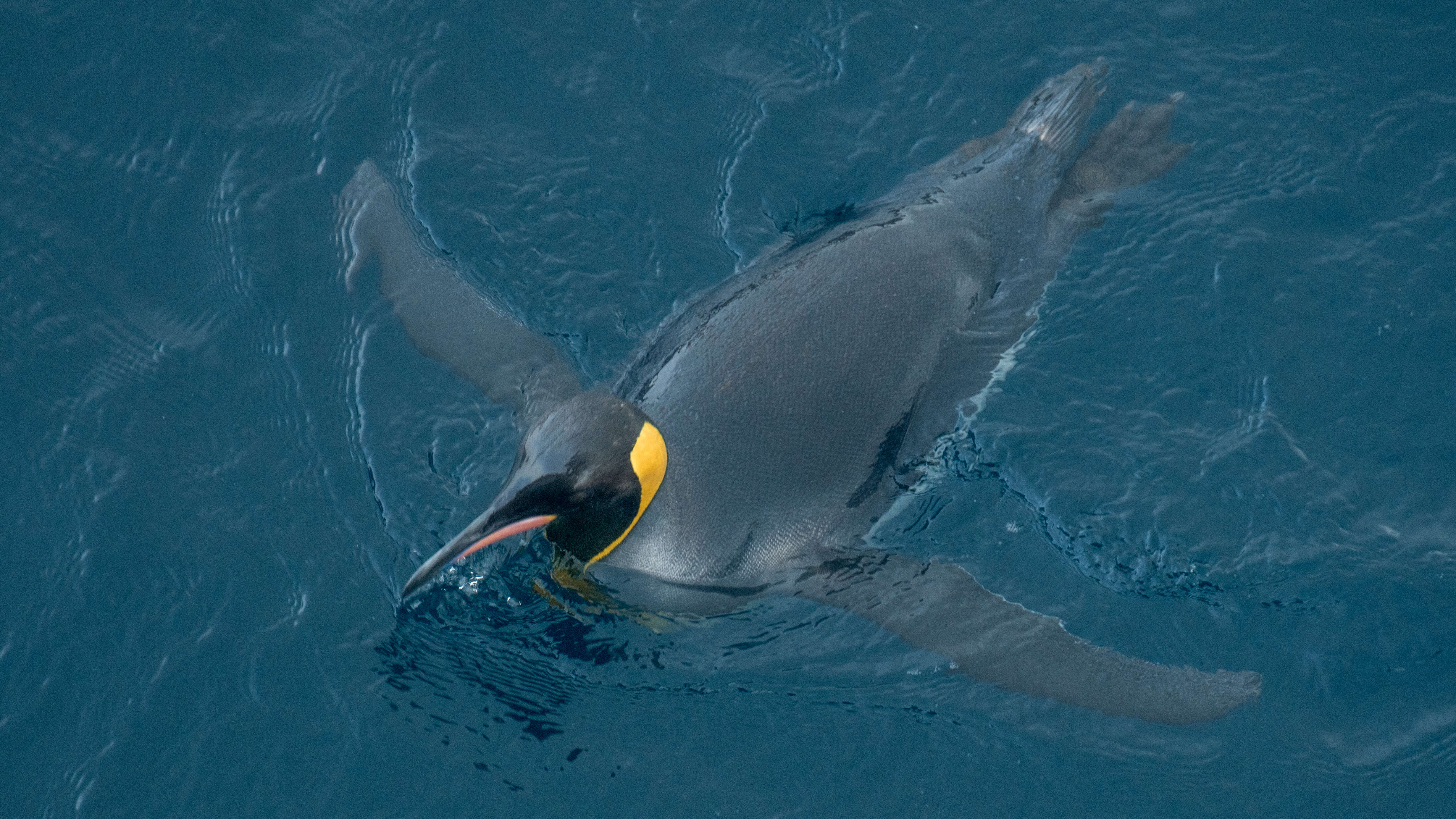 Image of King Penguin