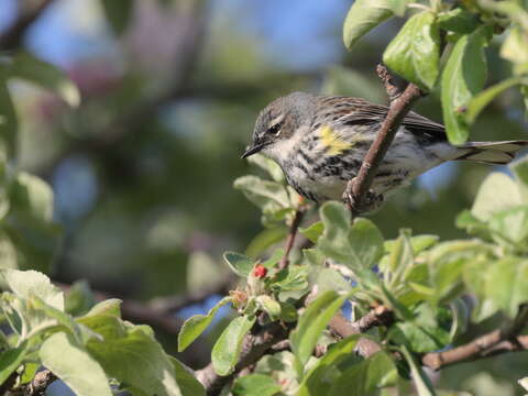 Image of Myrtle Warbler