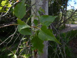 Слика од Populus balsamifera L.