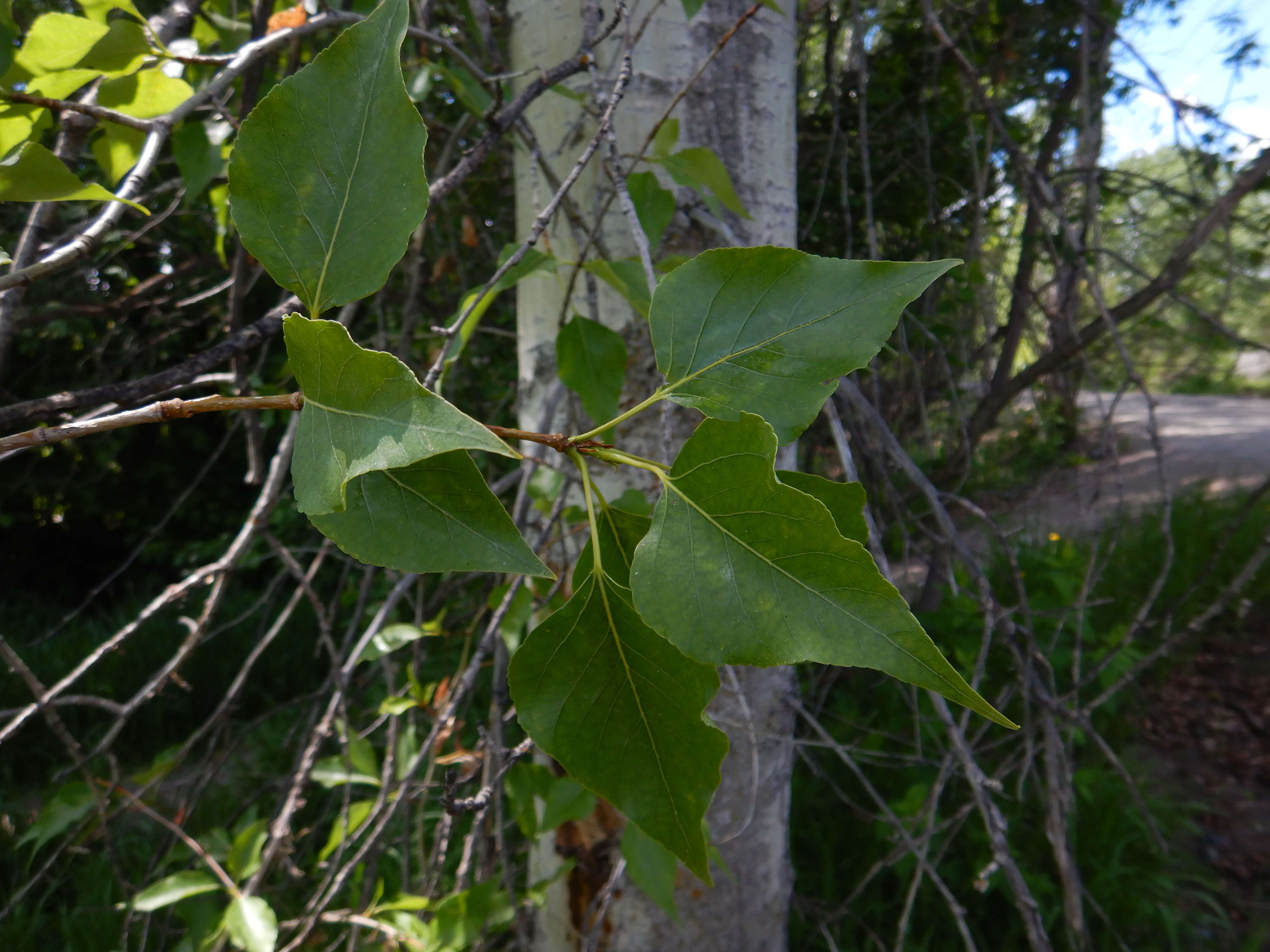 Слика од Populus balsamifera L.