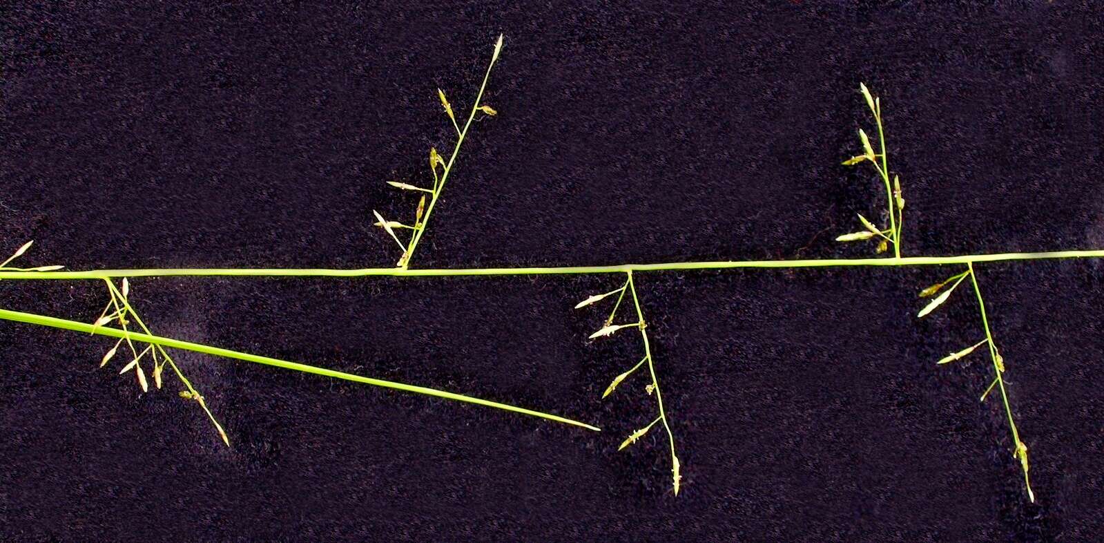 Image of Australian lovegrass