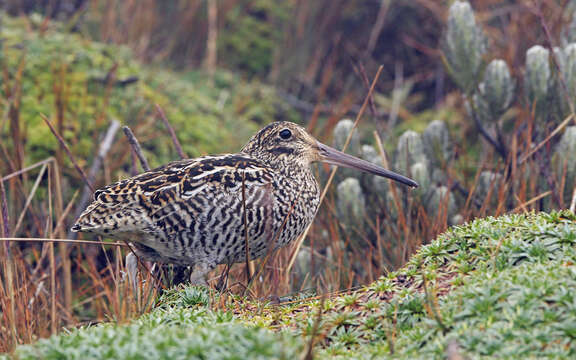 Image of Andean Snipe