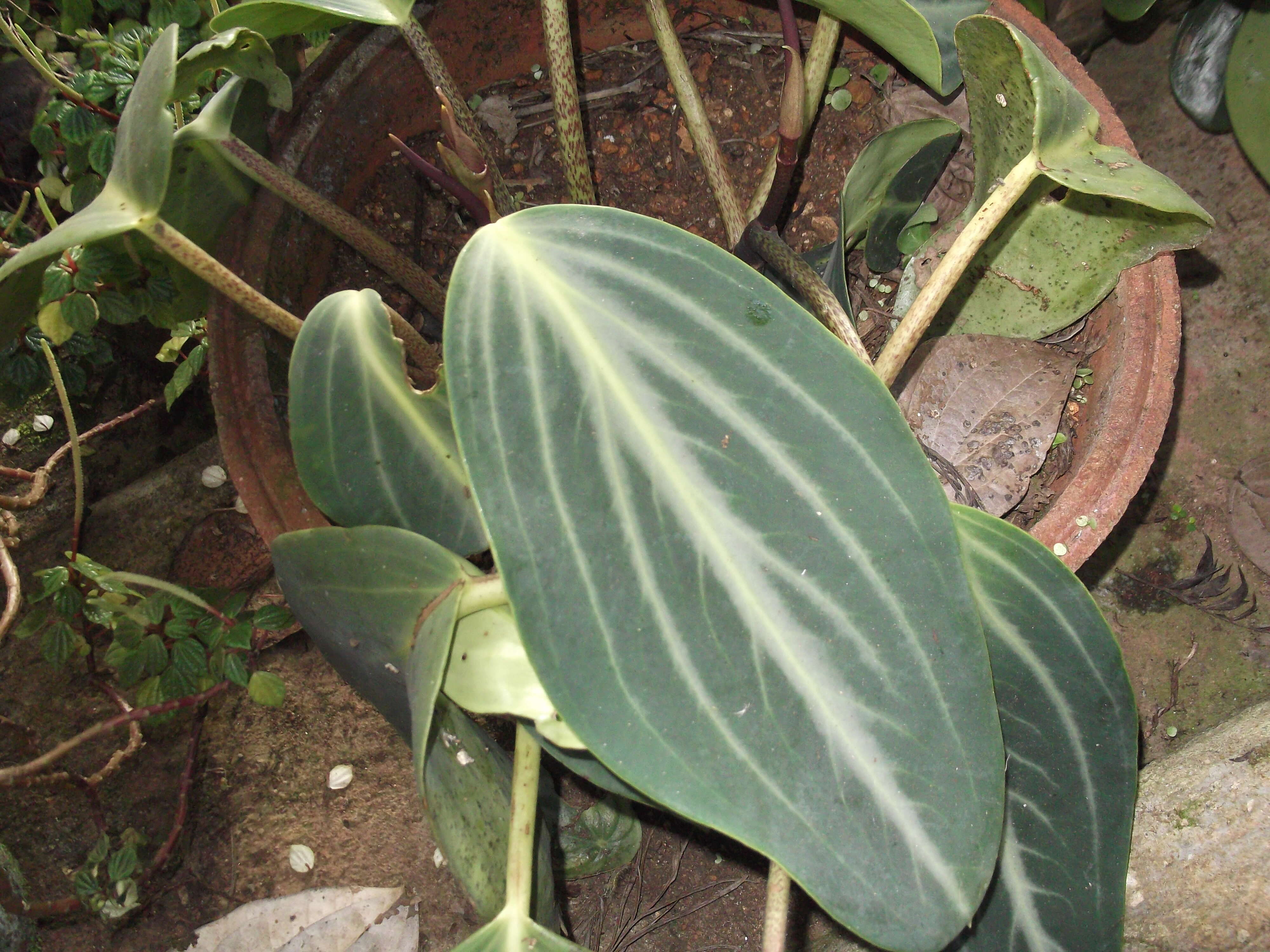 Image of spotted peperomia