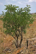 Image of Cork bush