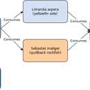 Plancia ëd Homo sapiens Linnaeus 1758