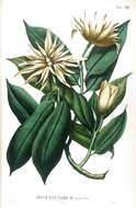 Image of Magnolia elegans (Blume) H. Keng