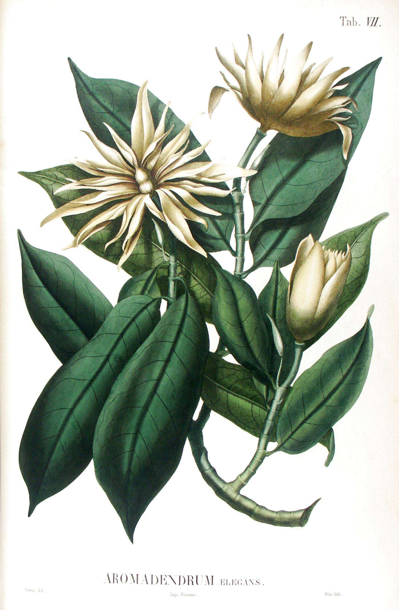 Image of Magnolia elegans (Blume) H. Keng