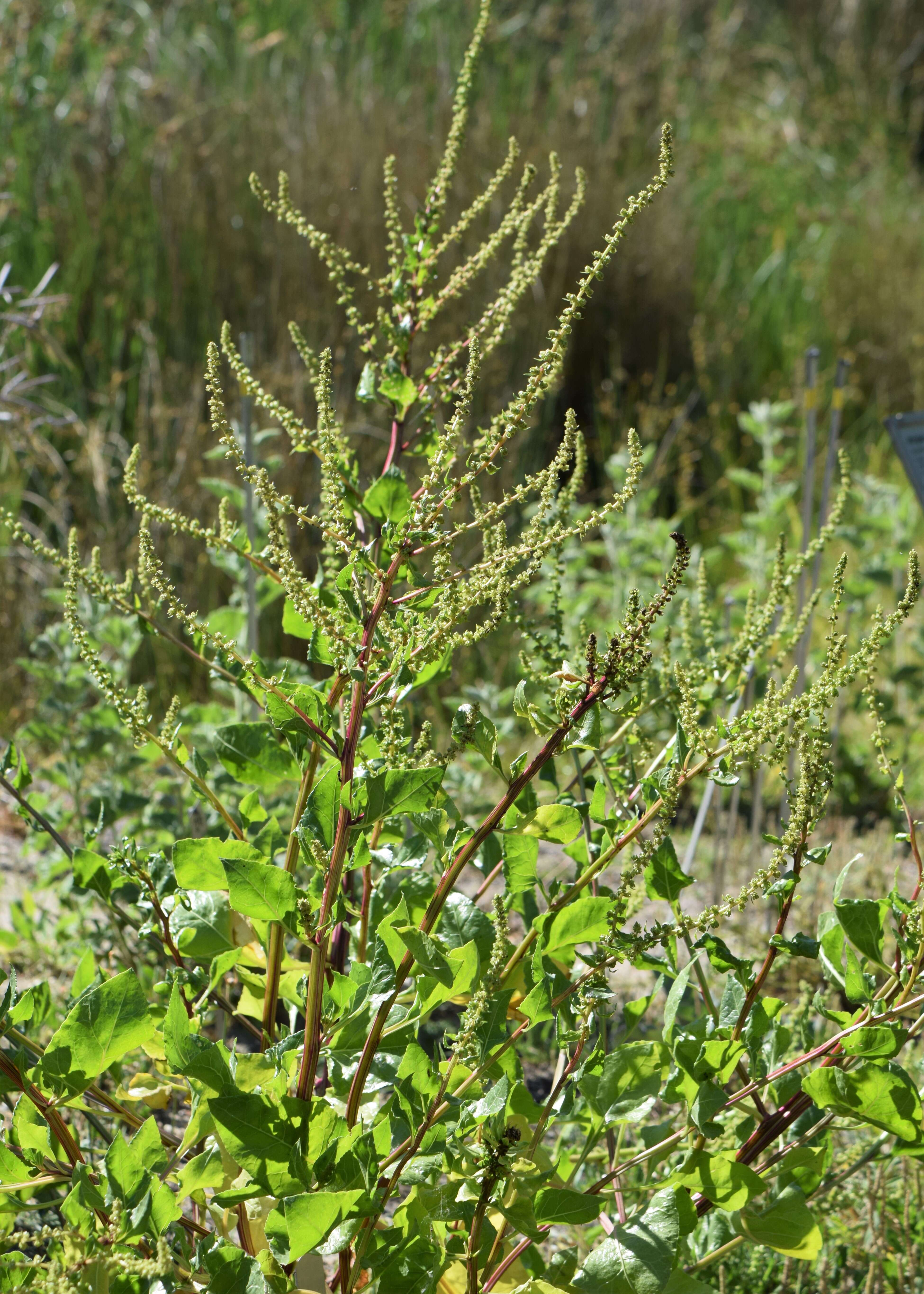 Image of sea beet