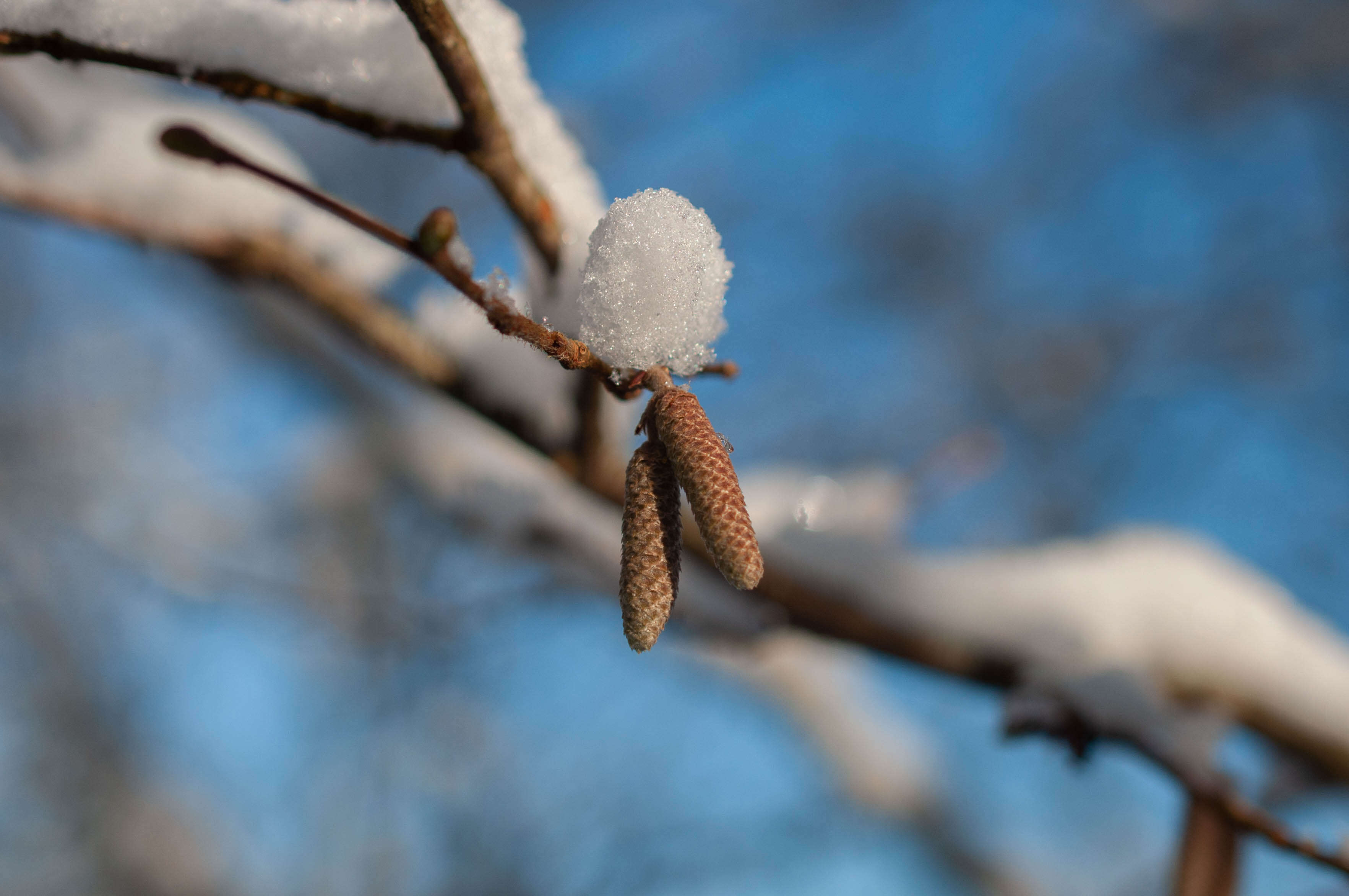 Image of Cobnut