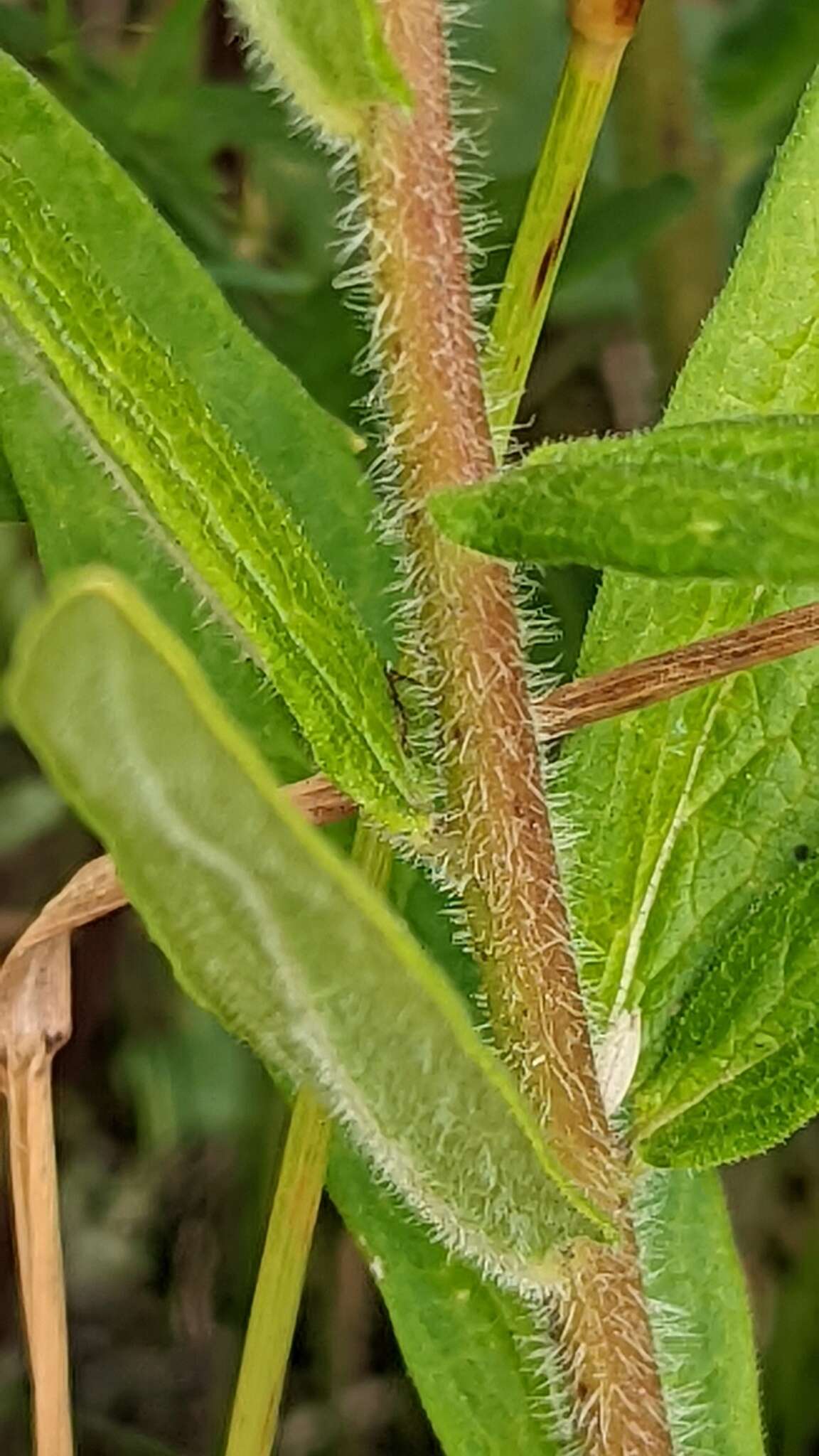 Image of butterfly milkweed