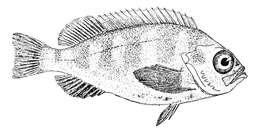 Image of norway haddock