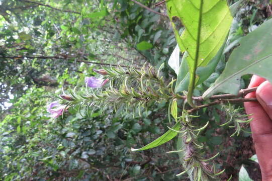 Strobilanthes integrifolius (Dalz.) Kuntze resmi