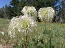 Image of hairy clematis