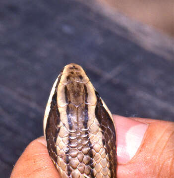 Image of Conophis Peters 1860