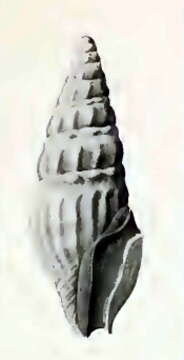 Image of Wairarapa duplaris (Hedley 1922)