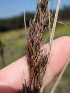 Image of bog-rush