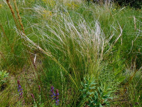 Image of Needle Grass