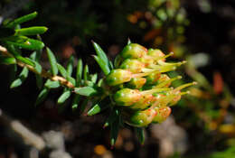 Image of Darwinia hortiorum K. R. Thiele