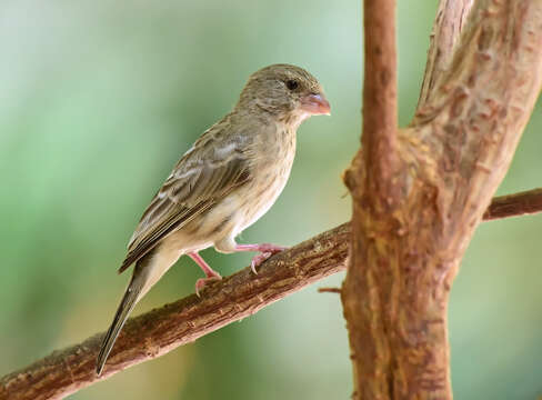 Image of Arabian Serin