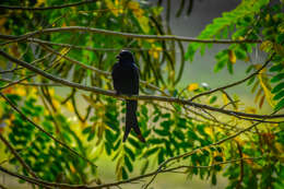 Image of Black Drongo