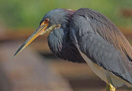 Image de Aigrette tricolore