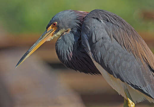 Image de Aigrette tricolore