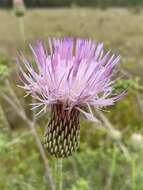 Imagem de Cirsium lecontei Torr. & A. Gray