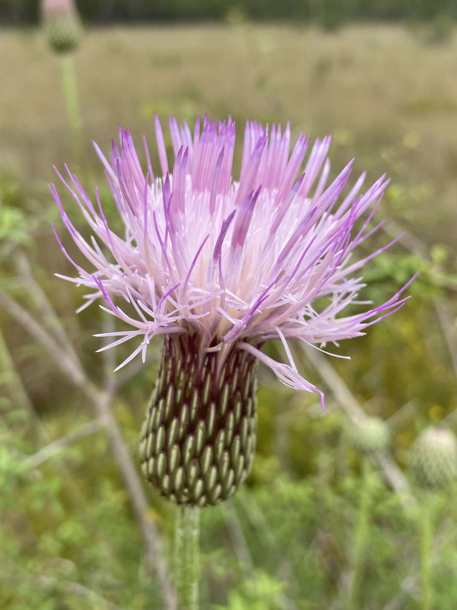 Imagem de Cirsium lecontei Torr. & A. Gray