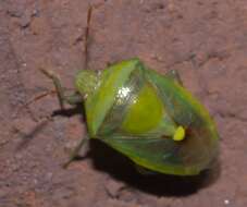 Image of Stink Bug